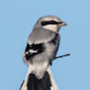 Meet your Posher, Shrikes